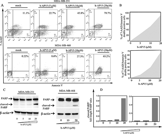 b-AP15 causes onset of apoptosis in breast cancer cells.