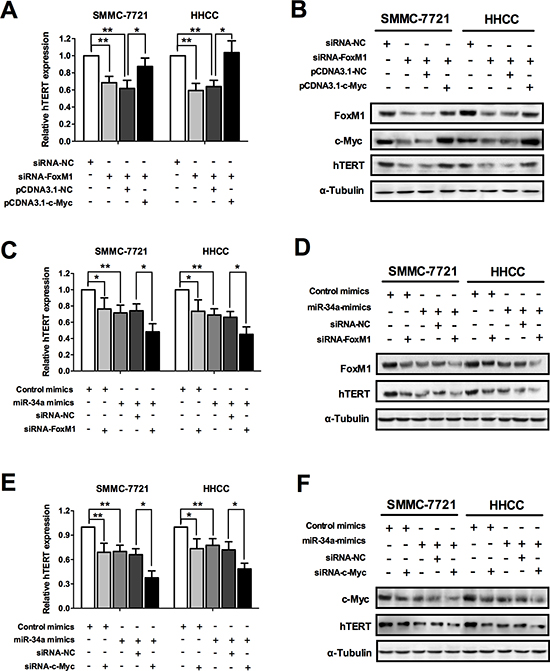 miR-34a inhibits telomerase activity via FoxM1/c-Myc signal pathway.