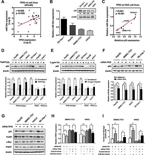 miR-34a induced senescence is regulated by p53.