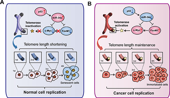 Overview of telomere related pathways for miR-34a-induced senescence.