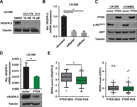 Inhibition of the PI3K/AKT/mTOR pathway reduces tumoral VEGFR-2 expression.