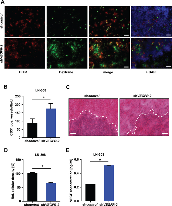 Selective knock-down of glioma cell VEGFR-2 induces a proangiogenic growth pattern in a xenograft mouse model.