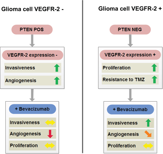 Schematic overview summarizing cellular properties of glioblastomas with (right) or without (left) tumor cell expression of VEGFR-2 and their differential responsiveness to antiangiogenic treatment with BEV.