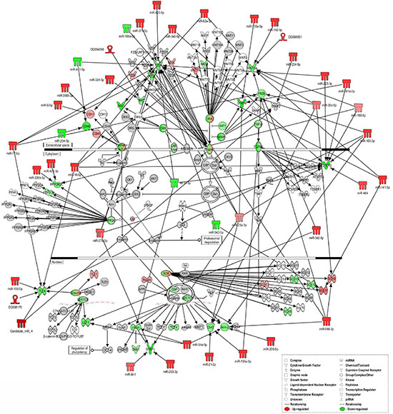 Ingenuity pathways analysis of Wnt/&#x03B2;-catenin Signaling.