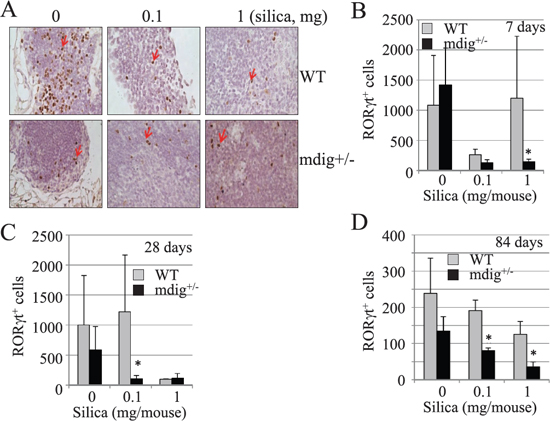 Reduced Th17 cells in the intrapulmonary lymph nodes of the mdig+/&#x2212; mice.