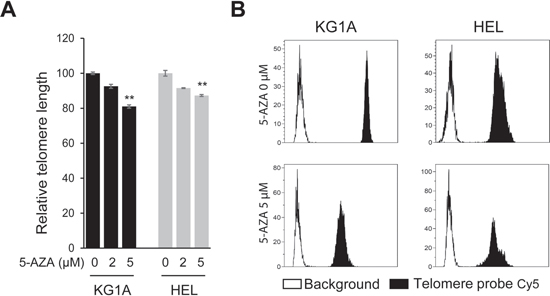 Telomere shortening in 5-AZA-treated AML cells.