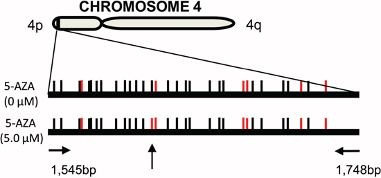 The methylation profile of subtelomeric DNA in 5-AZA-treated AML cells.