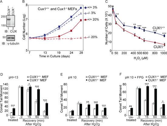 Genetic inactivation of Cux1 causes a proliferation block in atmospheric (20%) oxygen.