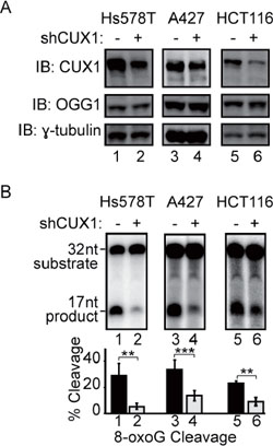 CUX1 knockdown reduces the 8-oxoG cleavage activity of human cell lines.