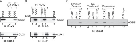 Interaction between OGG1 and CUX1.