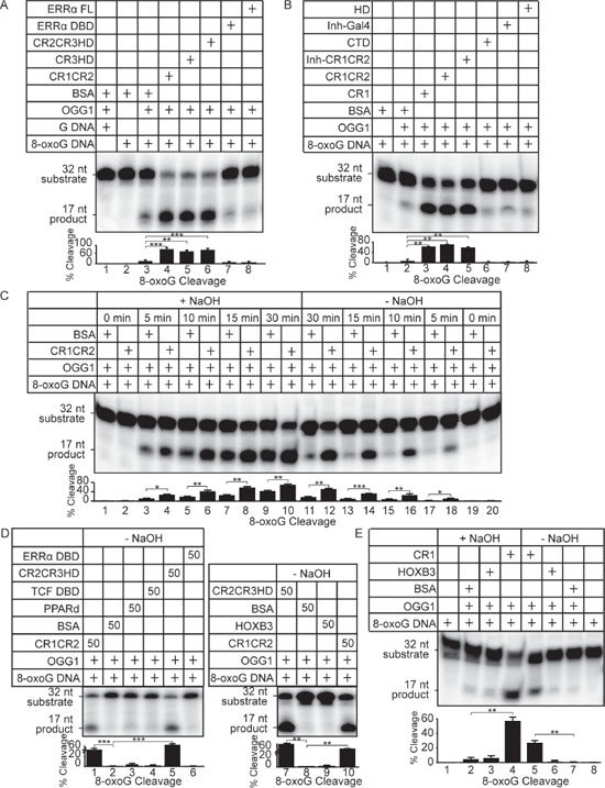 Cut repeats stimulate the glycosylase and AP-lyase activities of OGG1.