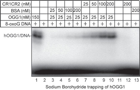 Sodium borohydride trapping of OGG1 enzyme in the presence of CR1CR2.