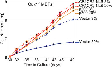 The proliferation block of Cux1&#x2212;/&#x2212; MEFs in 20% oxygen is rescued by CUX1 and by the Cut repeats 1 and 2.