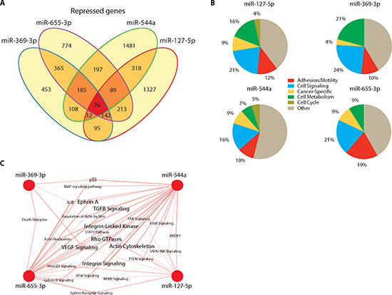 14q32-encoded microRNAs co-regulate target pathways.