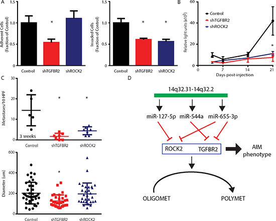 Stable suppression of microRNA target genes TGFBR2 and ROCK2 phenocopies oligometastatic state.