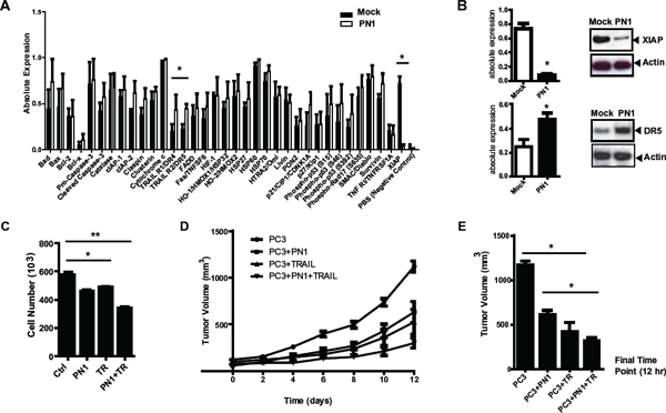 PN1 expression induces apoptosis and decreases XIAP protein levels.