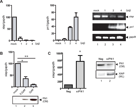 XIAP mRNA expression is reduced by PN1 exposure.