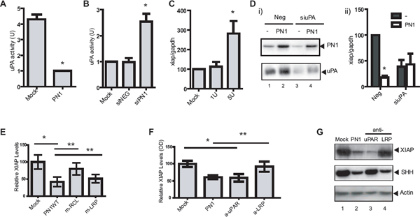 PN1-mediated XIAP regulation requires uPA and uPAR signalling.