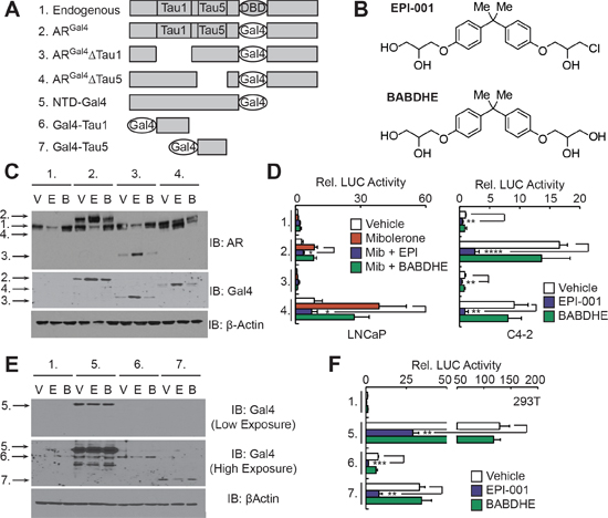 EPI-001 inhibits transcriptional activity of AR TAU1 and TAU5 domains in reporter-based assays.