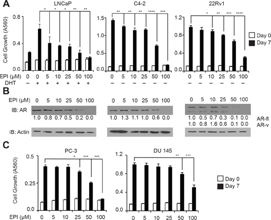 Dose-dependent inhibition of AR expression and PCa/CRPC cell growth mediated by EPI-001.