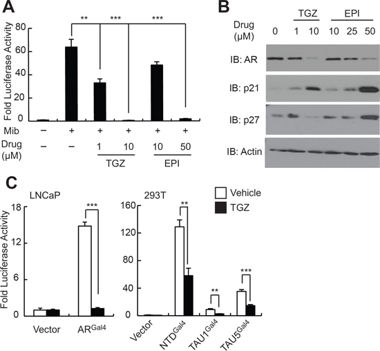 EPI-001 and the PPAR-&#x03B3; agonist troglitazone have similar effects on AR expression and transcriptional activity.