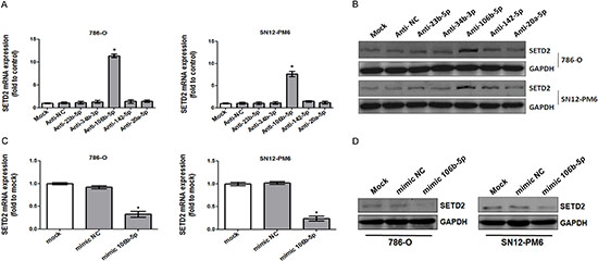 miR-106b-5p downregulated the expression of SETD2 in ccRCC cells.