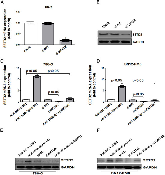 MiR-106b-5p antagomir induced up-regulation of SETD2 expression was reversed by knockdown of SETD2 in ccRCC cells.