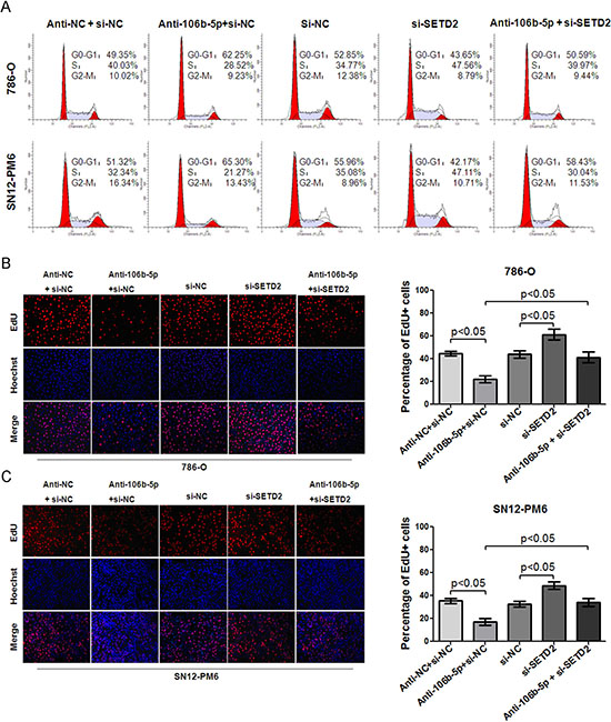 MiR-106b-5p antagomir induced cell cycle arrest and proliferation suppression through up-regulation of SETD2 expression in ccRCC cells.