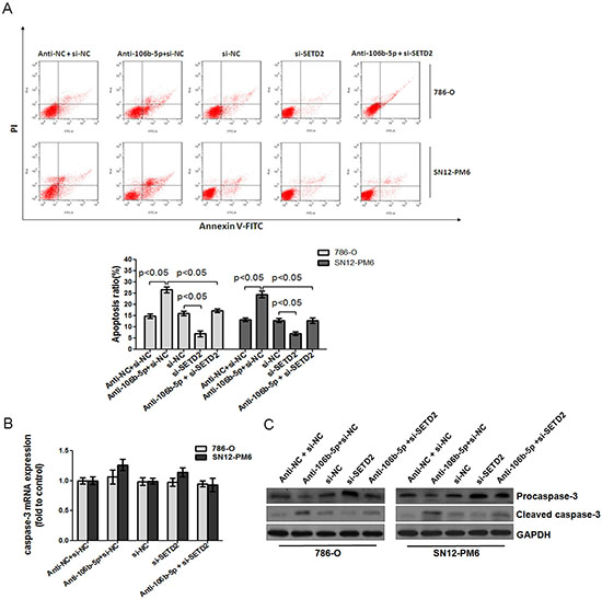 Attenuation of miR-106b-5p promoted caspase-3 mediated apoptosis through up-regulation of SETD2 expression.