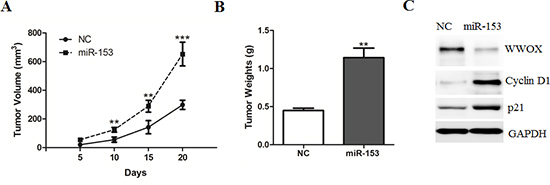 MicroRNA-153 promotes HCC growth in the nude mice.