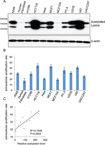 Cellular glycolysis rate positively correlates with the extent of global histone acetylation.