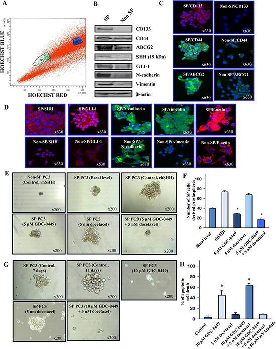 Characterization of phenotypic and functional features of SP and non-SP cell fractions from metastatic and AI PC3 cells and cytotoxic effects induced by GDC-0449 and docetaxel on SP PC3 cells.