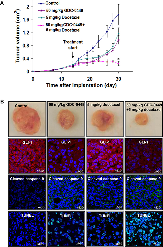 In vivo determination of the growth inhibitory effects induced by GDC-0449 and docetaxel on PC3 cell xenografts.