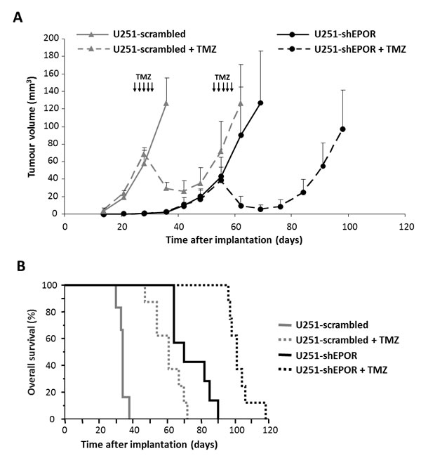 EPOR Inhibition   expression on glioma cells potentiates the reduction of tumour volume and the increase of animal survival induced by temozolomide.