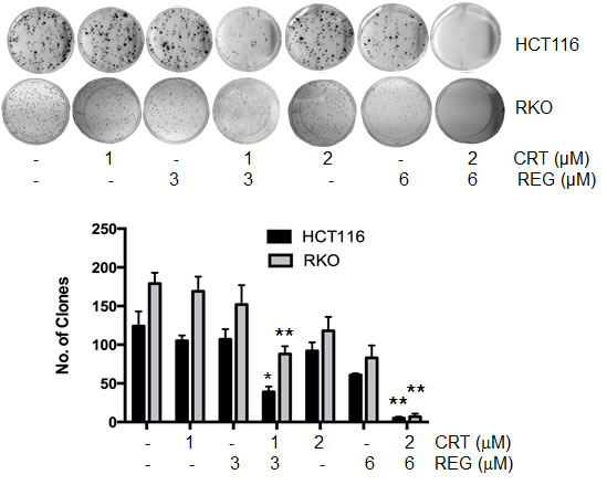Fig.2: Effect of regorafenib and CRT0066101 on clonogenic growth.