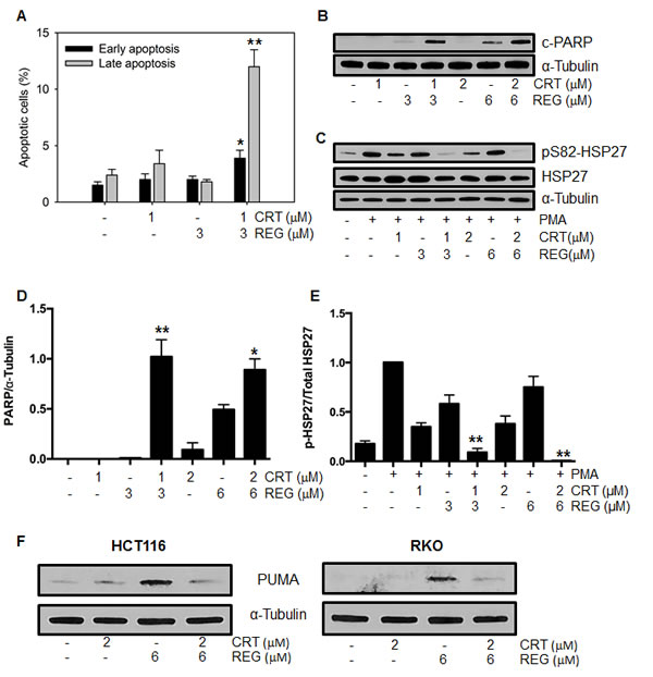 Fig.3: Effect of regorafenib and CRT0066101 on apoptosis.