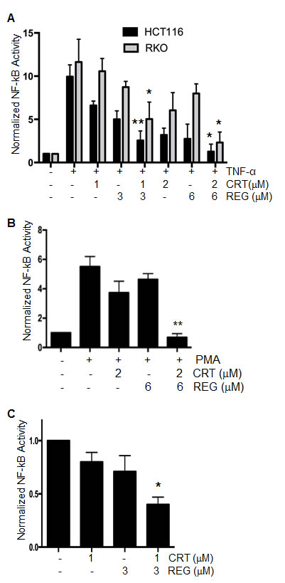 Fig.5: Effect of regorafenib with CRT0066101 on NF-&#x3ba;B activity.