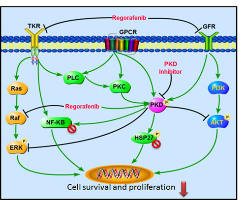 Fig.6: Signaling pathways altered by the combination of regorafenib and PKD inhibitors.