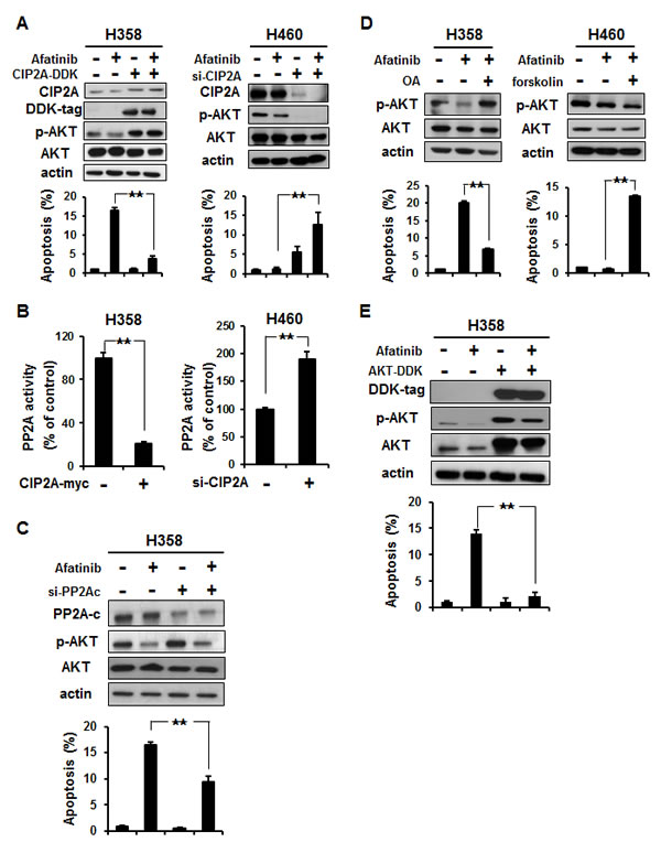 Validation of the CIP2A-PP2A-AKT pathway.