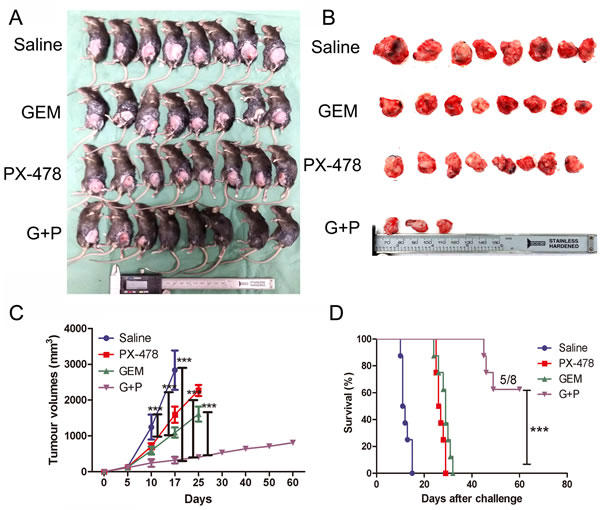 Vaccination impact of Gem/PX-478 on tumor growth in C57BL/6 mice.