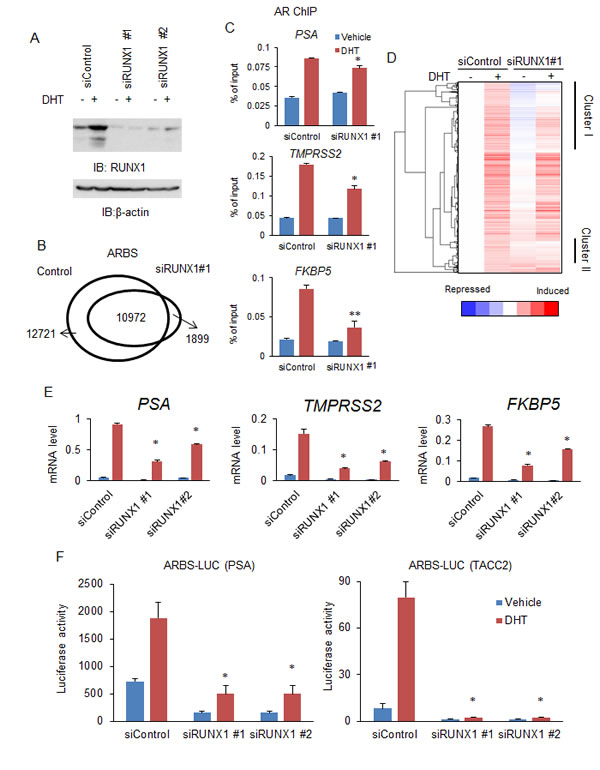 Knockdown of RUNX1 decreased the androgen-responsive transcriptional program.