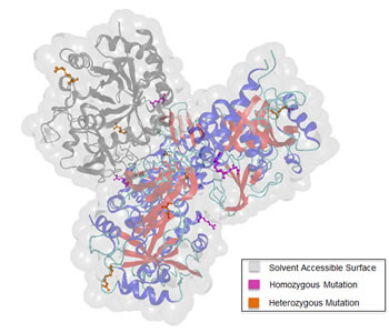 3D structure of chitinase-3-like protein 1 (CHI3L1).