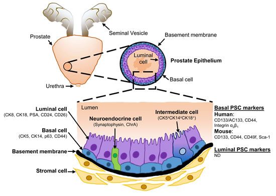 Schematic representation of the cellular architecture of the prostate epithelium.