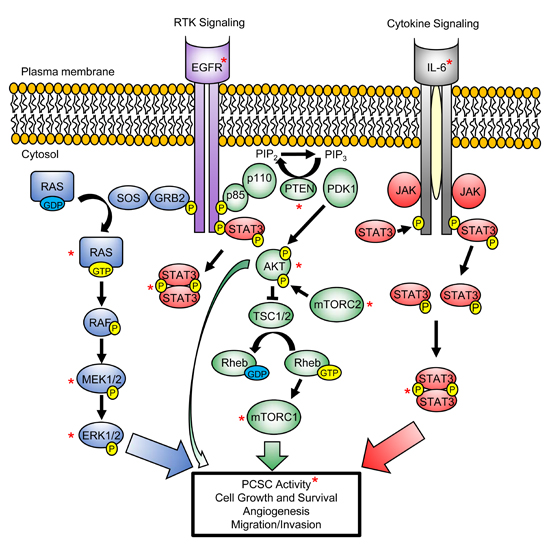 PI3K/AKT, RAS/MAPK and STAT3 signaling pathways converge to regulate PCSC maintenance and promote tumorigenesis.