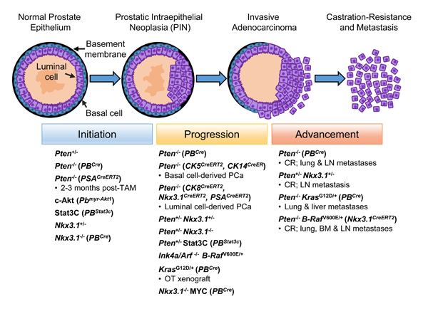 Prostate cancer initiation, progression and advancement are associated with proto-oncogene activation and inhibition of tumor suppressor genes involved in PI3K/AKT, RAS/MAPK and STAT3 signaling.