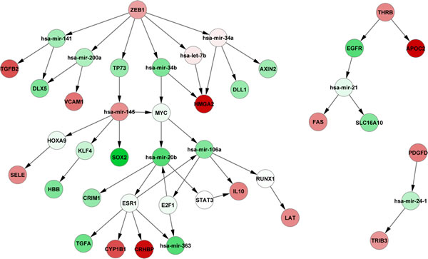 Downstream regulatory cascades of PDGFD, ZEB1, and THRB.