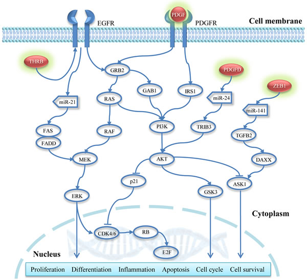 Regulatory pathways potentially associated with NRAS