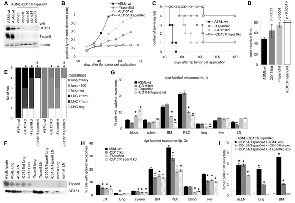 CD151 and Tspan8 requirement for metastasis formation and for exosome distribution.