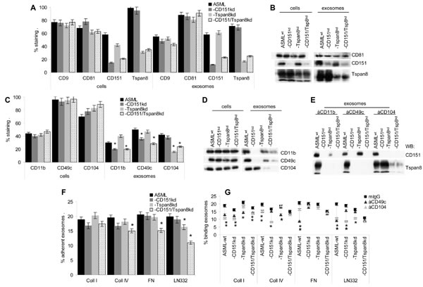 The impact of CD151 and Tspan8 on tetraspanin and adhesion molecule expression in ASML cells and exosomes.