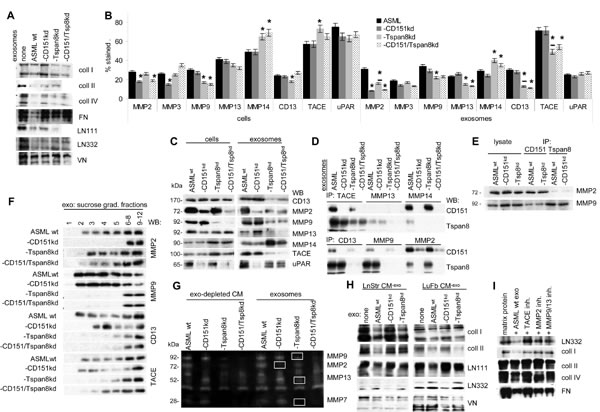 The association of exosomal CD151 and Tspan8 with proteases and the impact on matrix degradation and host cell invasiveness.